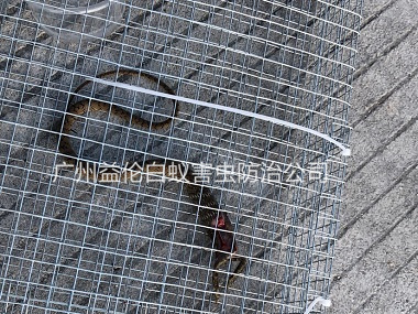 花都區(qū)上門抓蛇、捕蛇