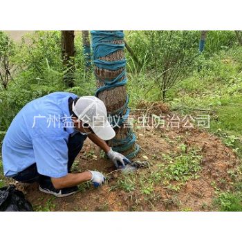 黃埔樹木白蟻防治工程